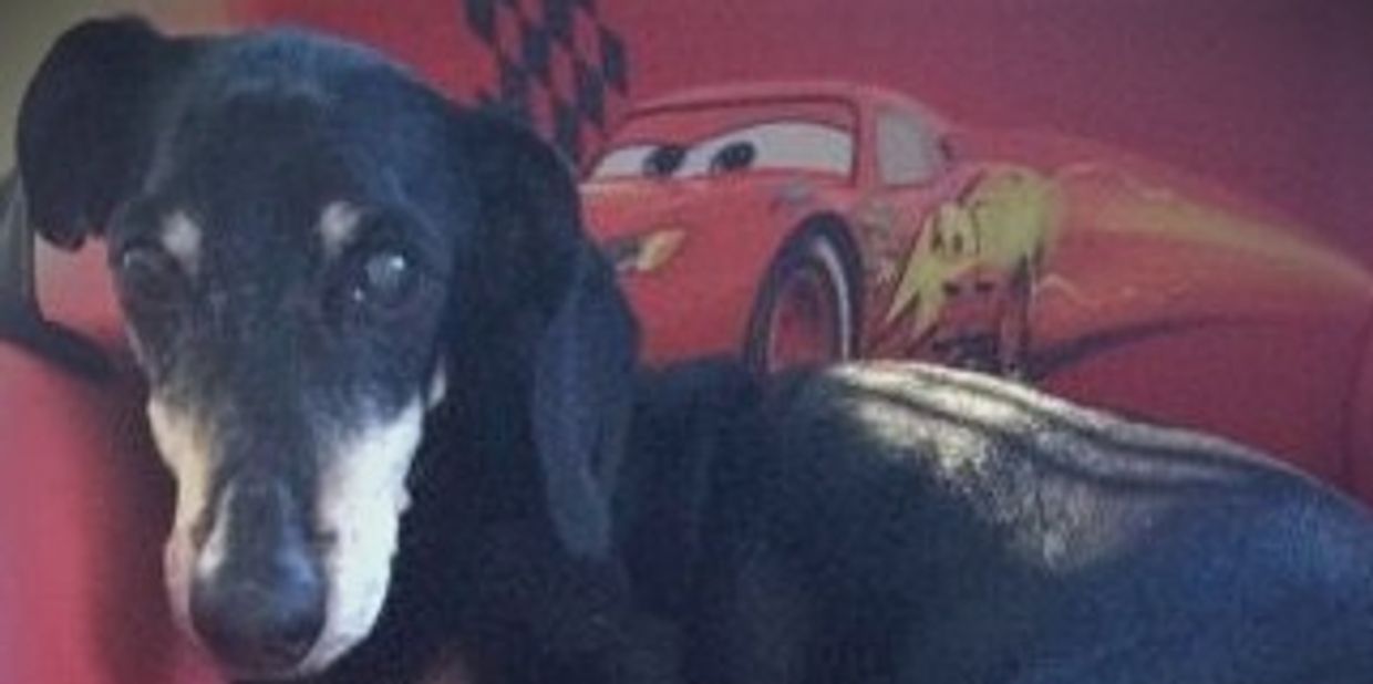 Duska, a 16-year-old daschund, who needed help finding out what was wrong with her.