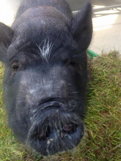 Oliver, a black mini-Vietnamese Pot-Bellied Pig, who needed help.