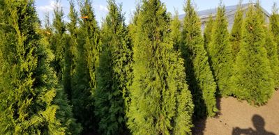 7 feet cedar smaraged hedge trees in saw dust