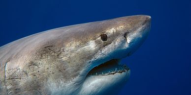 Great white shark photographed by Juan Oliphant during a dive with One Ocean Diving crew.