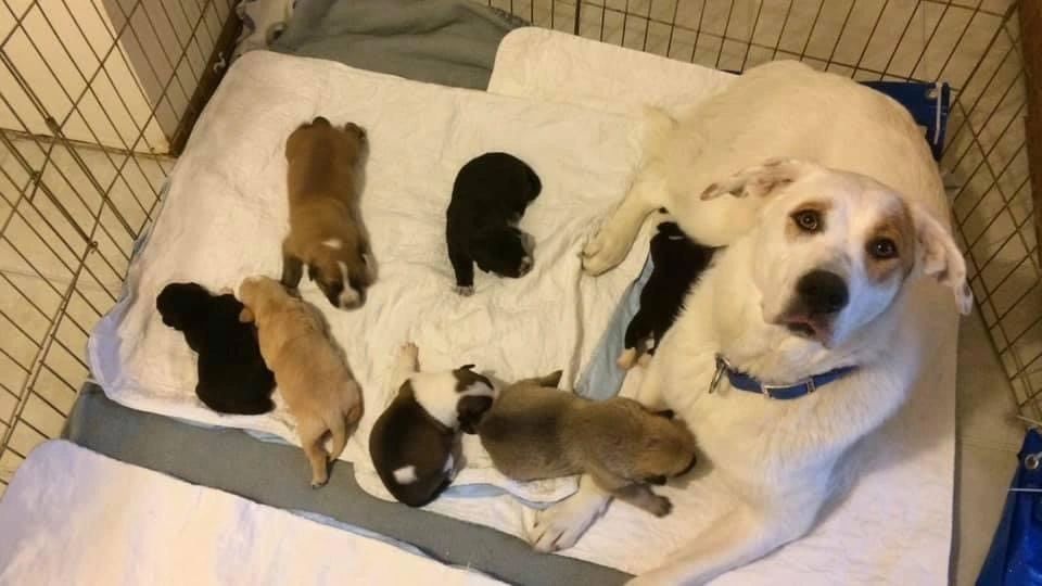 Sadie and her litter of puppies
