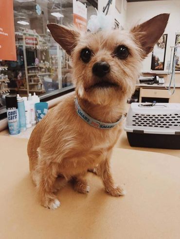 Miss Phoebe Balleau Szentmiklosi