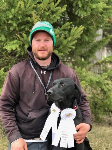 hunting gun dog with ribbon
