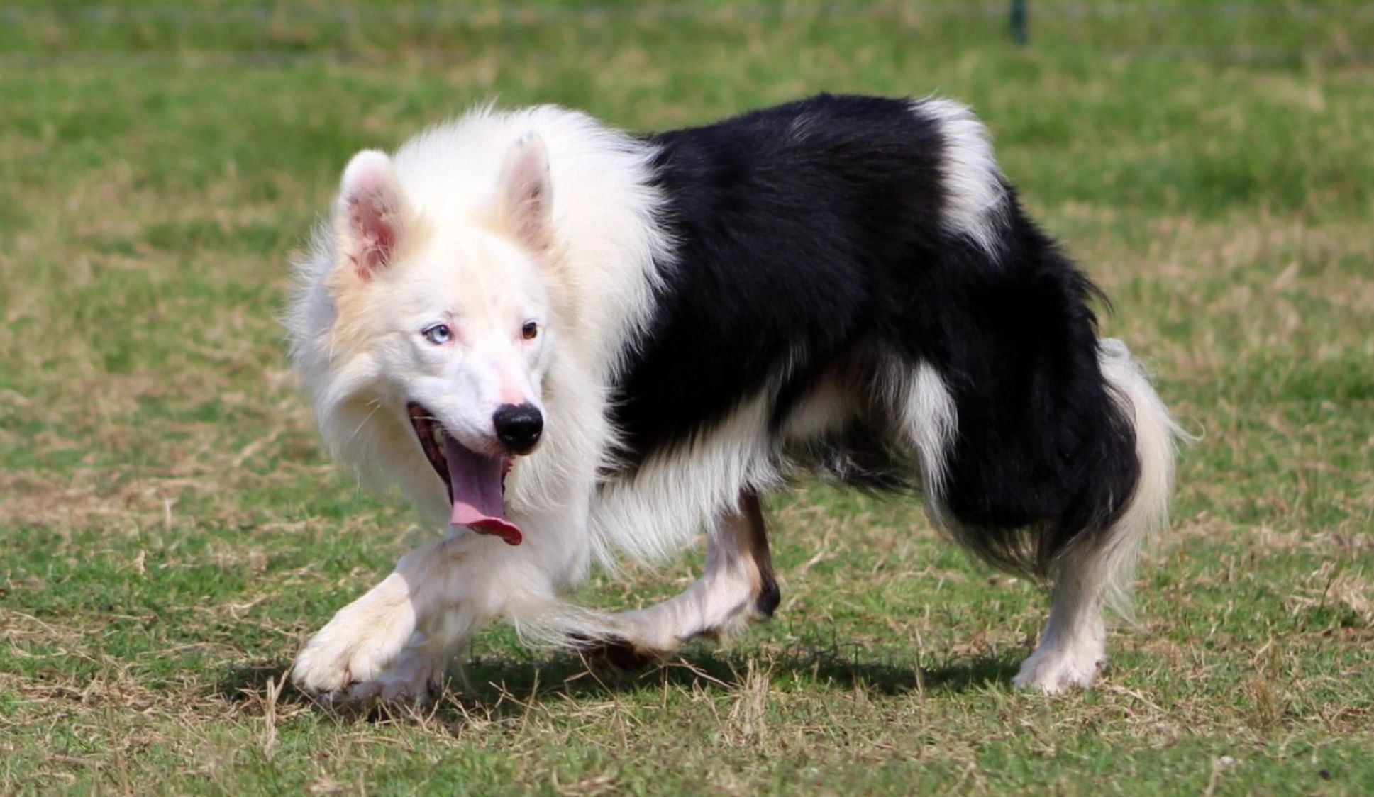 white head, blue eye, large frame, cowdog male. Stunning Border Collie puppies
