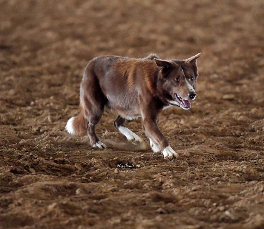 smooth coat red, border Collie male, 7J Blaze. amazingly beautiful Border Collie puppies
