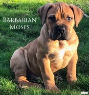 BOERBOEL PUPPIES FOR SALE