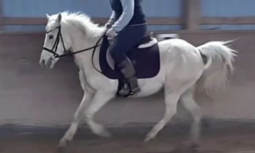Palomino pony cantering in the indoor arena during a lesson