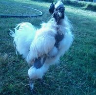 attacked by dogs, survived against all odds, usually a death sentence for most