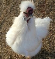 juggle a chicken, very old chicken, silkie chicken, mulberry comb, dark skin chicken
