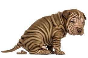 Shar-pei puppy pooping on carpet