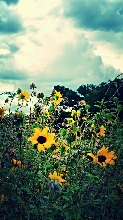 Picture of flowers  located in the Israel Prayer Garden at Global Spheres Center in Corinth, Texas.