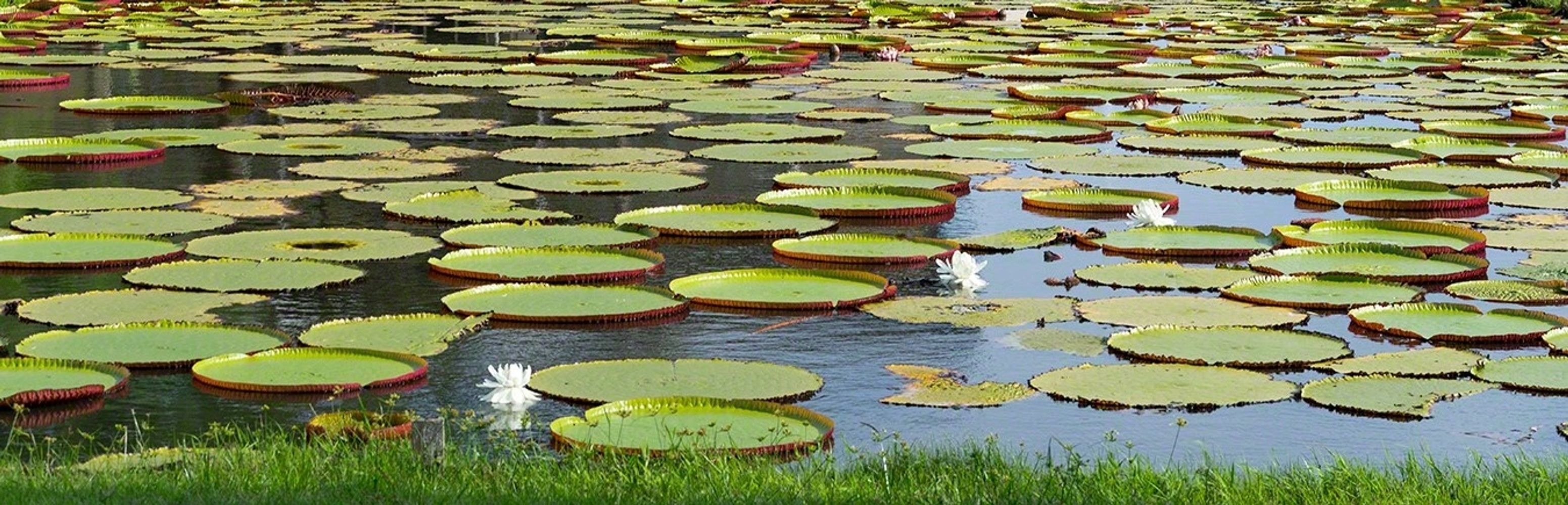 Guyana national flower Victoria Amazonica Lily