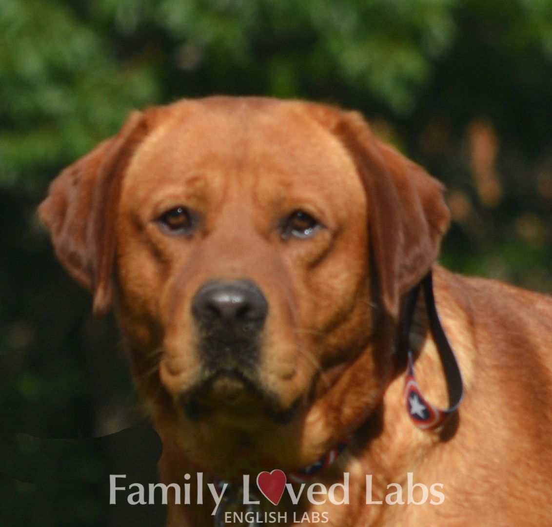 English Blockhead Lab