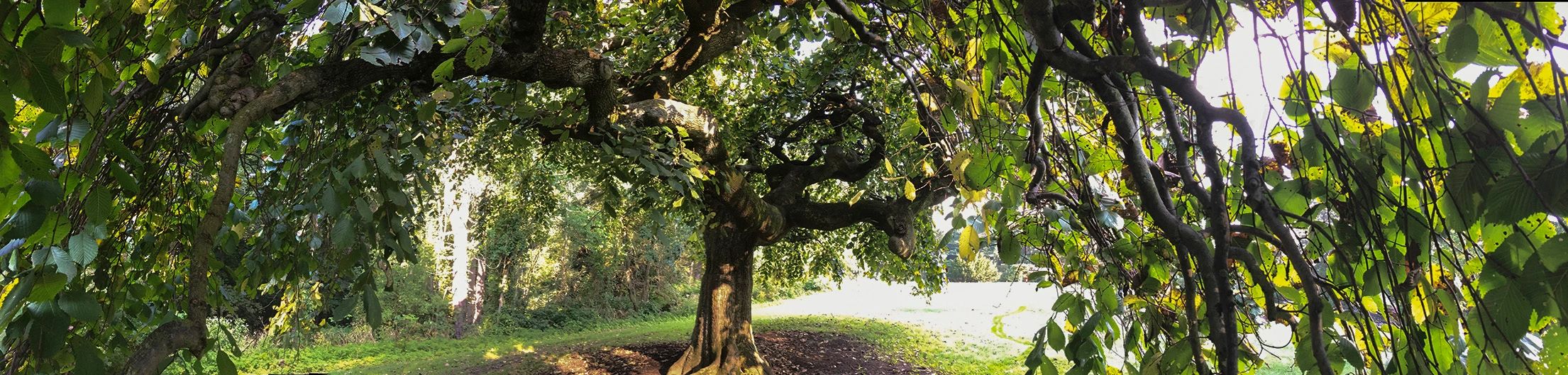 A tree in summer with long branches in a glade