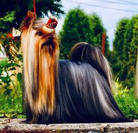 Multi Champion Yorkie