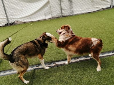 Social assessments are necessary to learn your dogs play method,There are 9 different play methods.