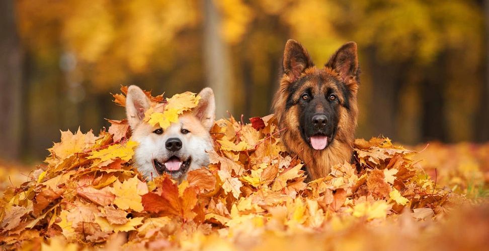 Dog training in Medway
Dog trainer Medway
Dog Trainer Chatham
Dog Training Chatham
Dog Trainer