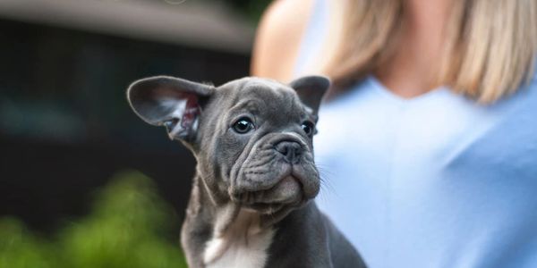 dog trainer romford - dog training romford - dog training brentwood - dog trainer brentwood