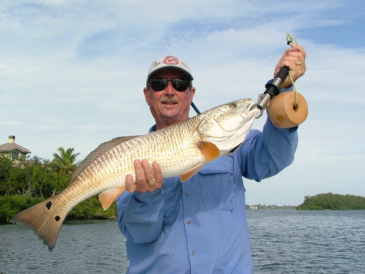 Capt Jack with a typical Sarasota Bay Redfish