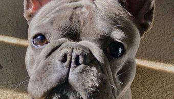 This French Bulldog is very affectionate and wrinkles in his face makes him very attractive. 