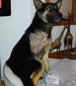 Kennedy had a severe leg injury that was clearly an old injury that healed wrong and was uncomforta