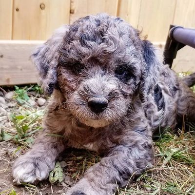 Merle Bernedoodle laying in the yard