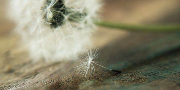 Close-up of a delicate dandelion seed on a textured surface.