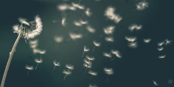 Dandelion seeds blowing away on a gentle breeze against a dark background.