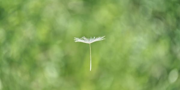 A single dandelion seed floating against a blurred green background.