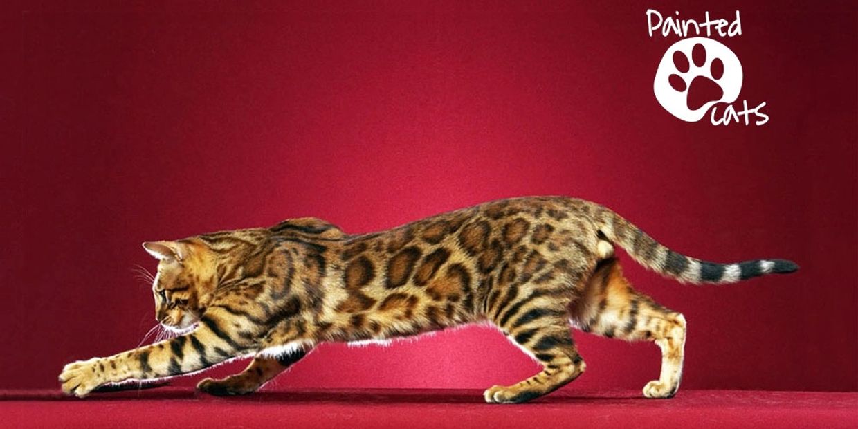 A male rosetted Bengal cat reaching forward. Kanpur New Horizons Neo Paintedcats Painted cats