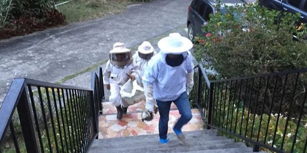 Travis Taliaferro growing bees in Panama