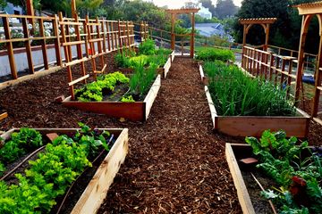 Organic vegetable garden in Malibu, CA
