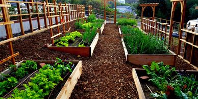 Organic vegetable gardens in Malibu, CA