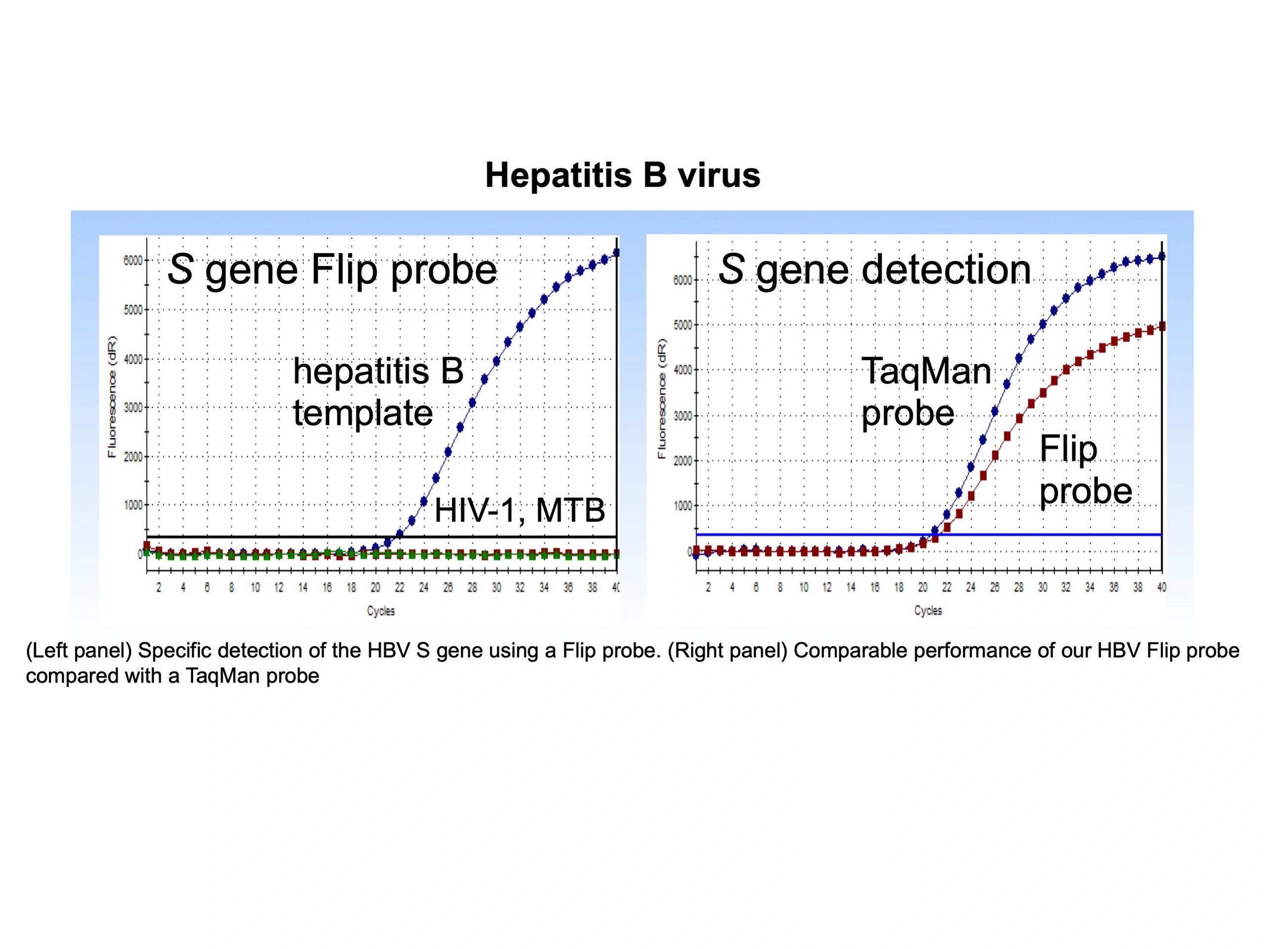 hepatitis b virus s gene flip probe