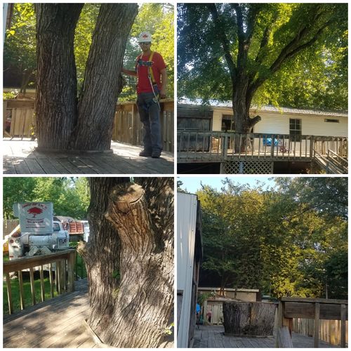 Tree removal in Bolivar Mo.