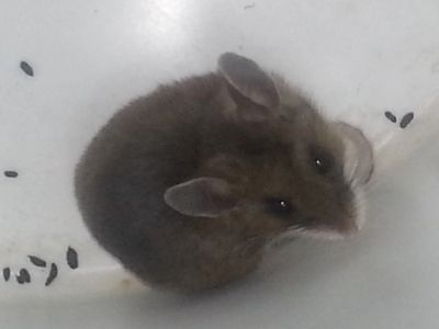 Deer mouse