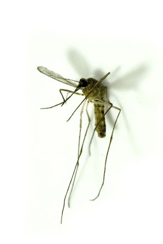 Mosquito