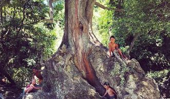 kids sitting in a tree