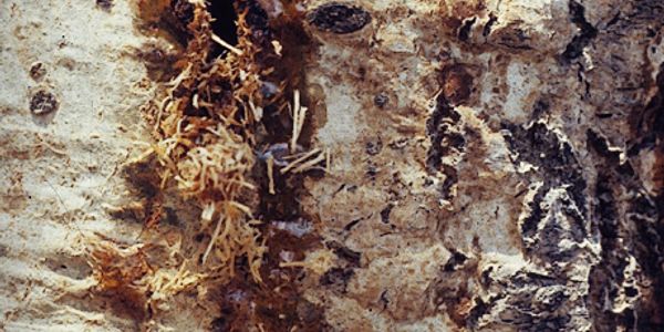 Poplar Borer Damage, Exudate and frass from emerging adult