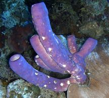 purple tube sponges