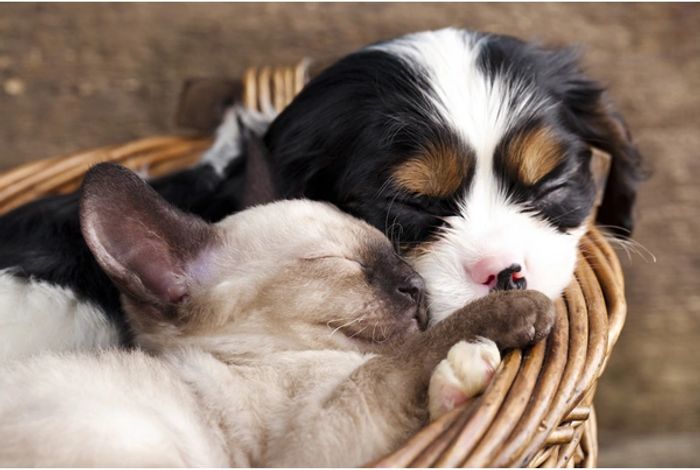 white kitty sleeping with black and white pup in straw colored basket