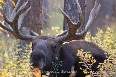 "Backlit Moose" | Grand Teton National Park