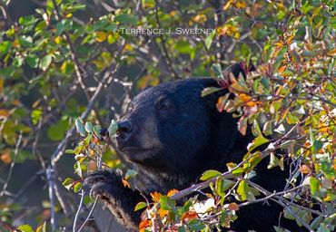 "Smell the Berry" | Black Bear | Grand Teton National Park
