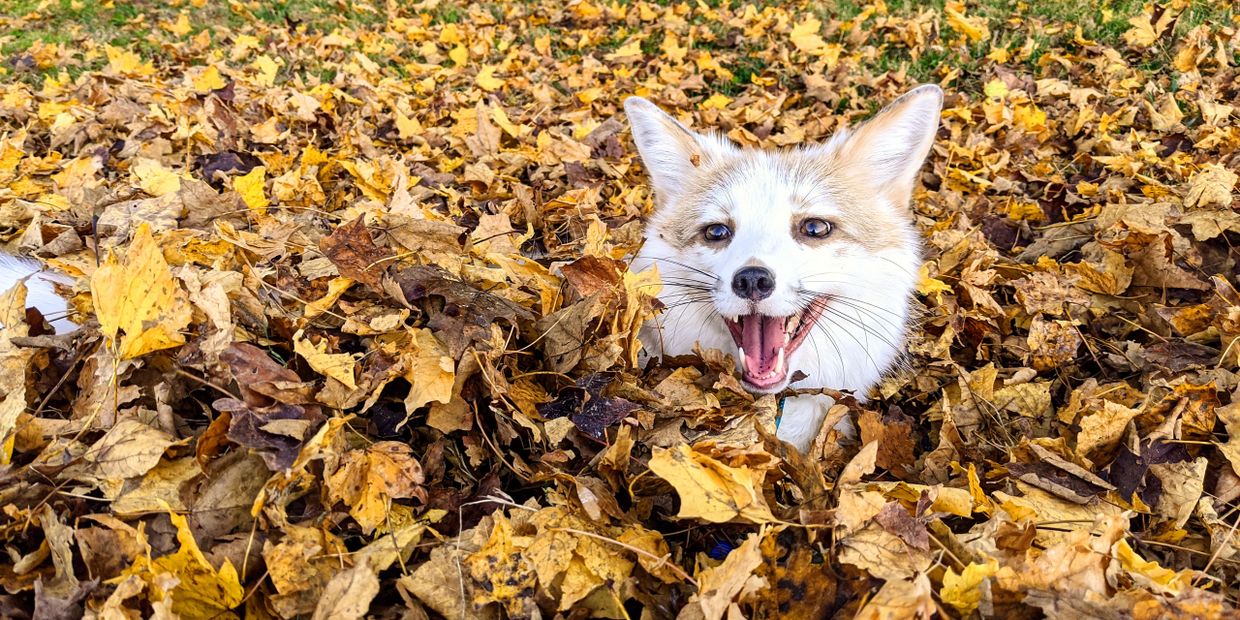 Red Marble fox smiling in pile of fall leaves