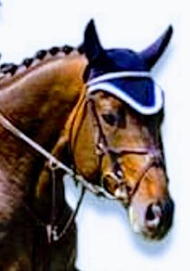 cheval sauteur de compétition