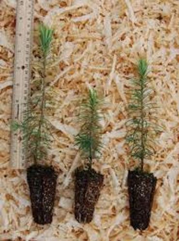 Three plants of different sizes