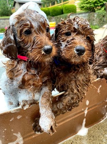 Mini goldendoodle puppies