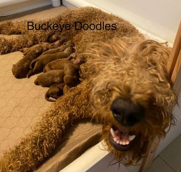 Mini goldendoodle puppies