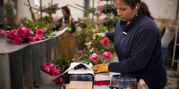 A farm worker putting together a farm bunch of bulk fresh cut hot pink roses.