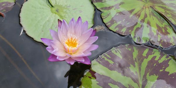 Beautiful tropical lily in Fort Collins